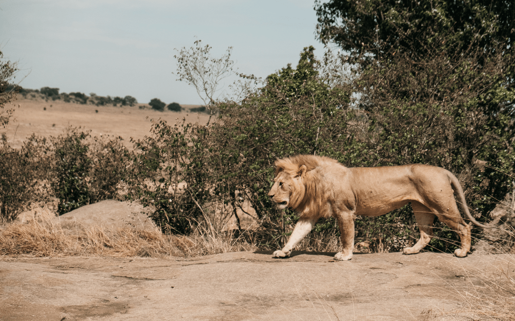 African Safari