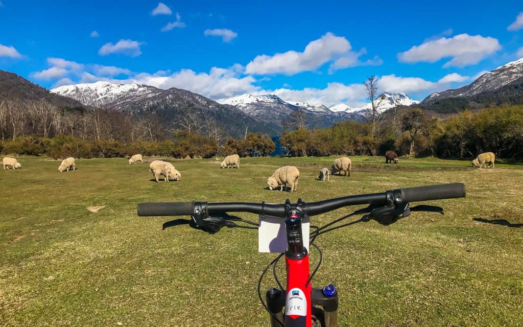 South America - Cycling in Argentinian Patagonia (with sheep)