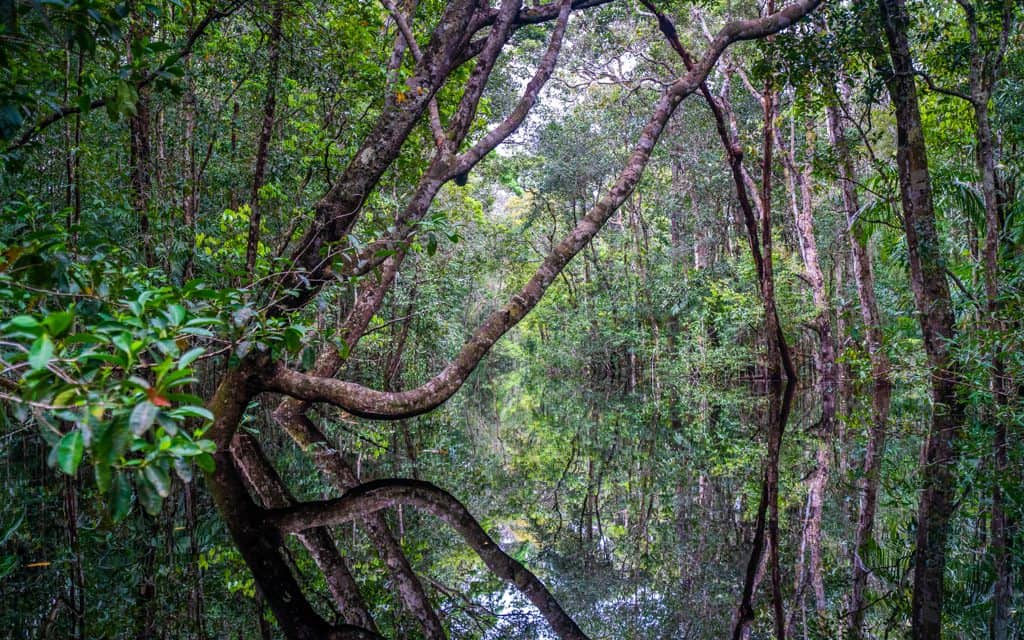 South America - On a boat on the Rio Preto, in Brazil's Amazon Rainforest. Perfect reflections!