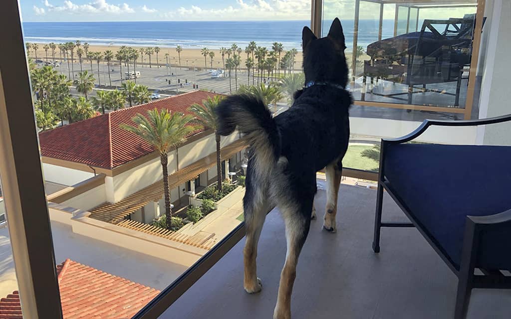 The Best Dog Friendly Hotels Along