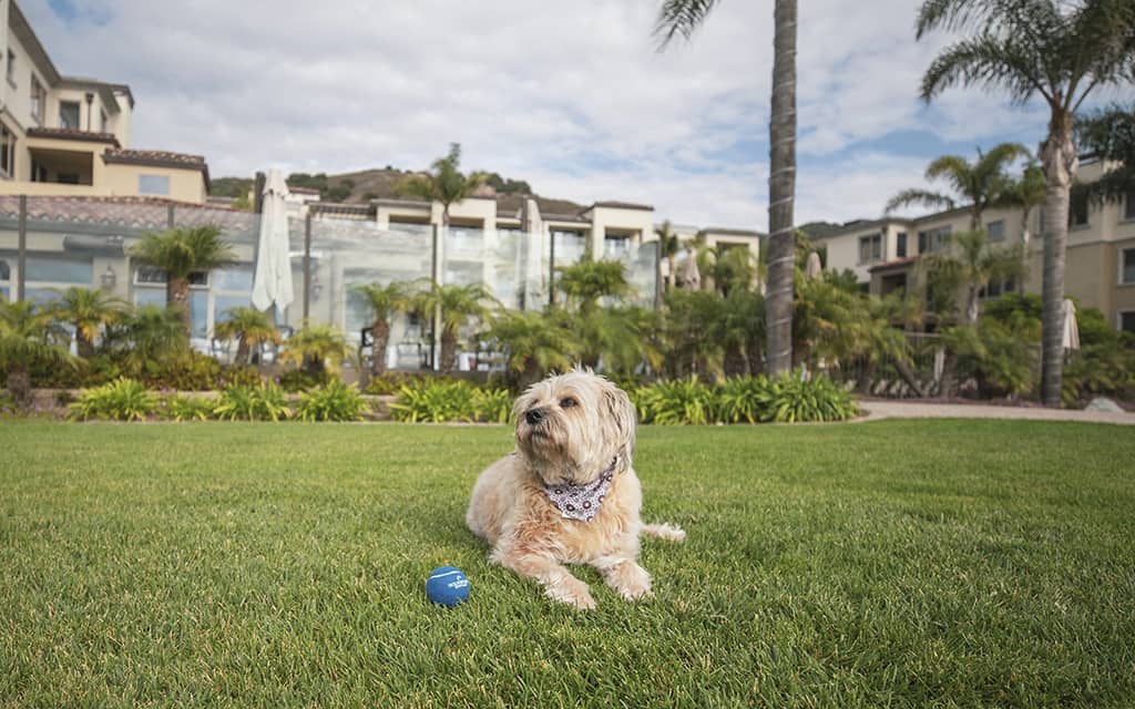 dog friendly, Pismo Beach