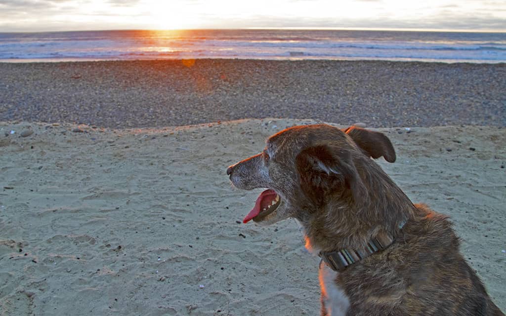 Santa Cruz, dog friendly, California