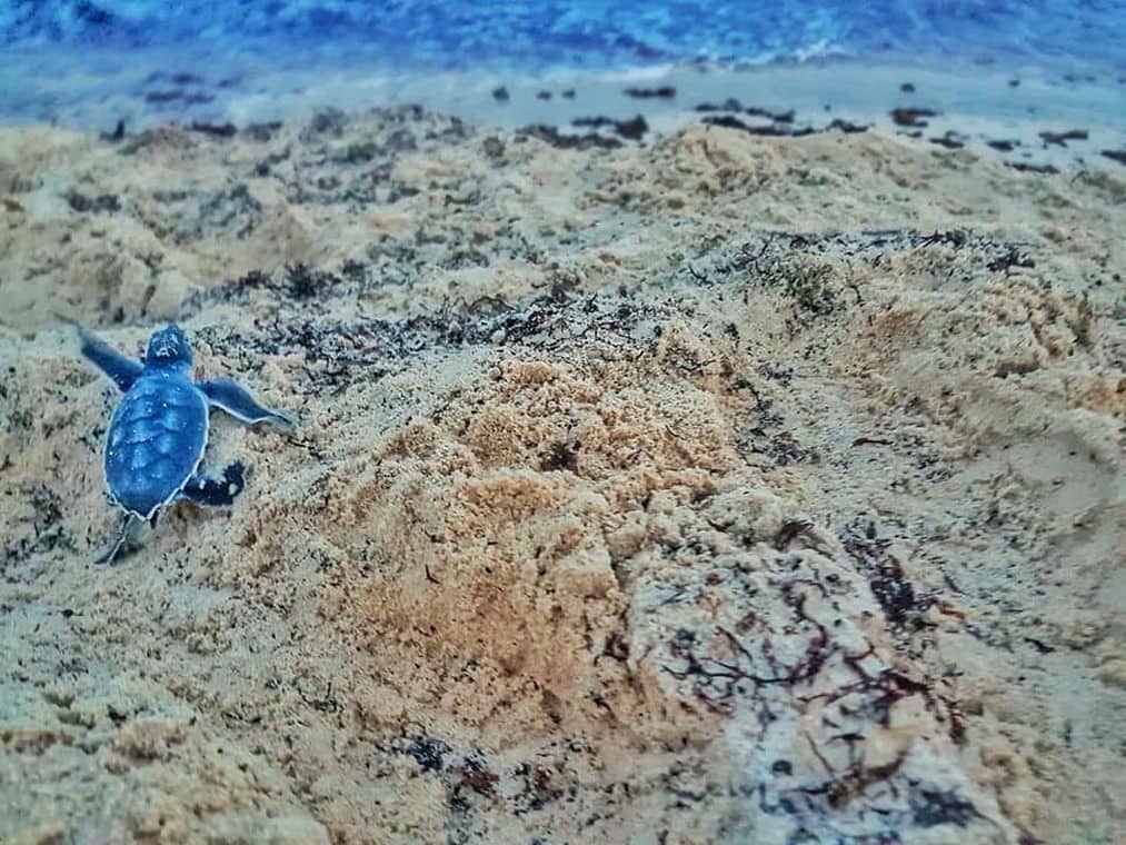 Volunteering on vacation - Baby turtle