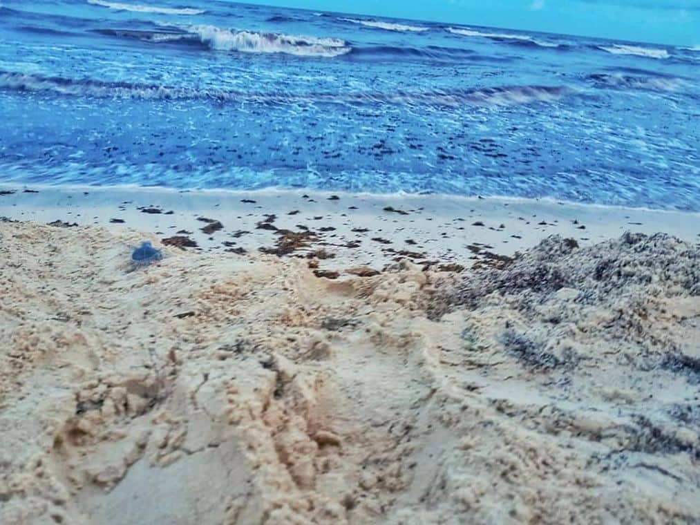 Volunteering on vacation - baby sea turtle