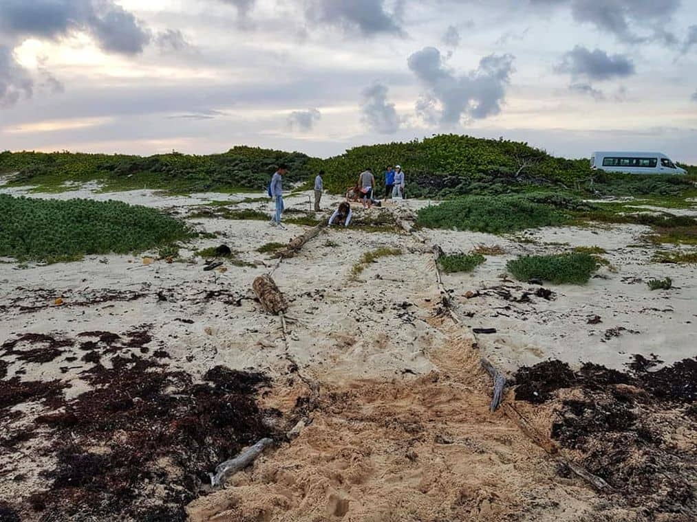 Volunteering on vacation - Path for turtles