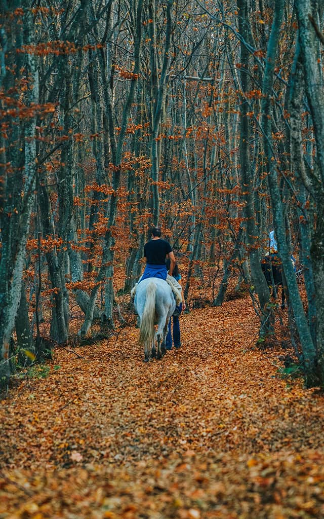 Horseback riding tours