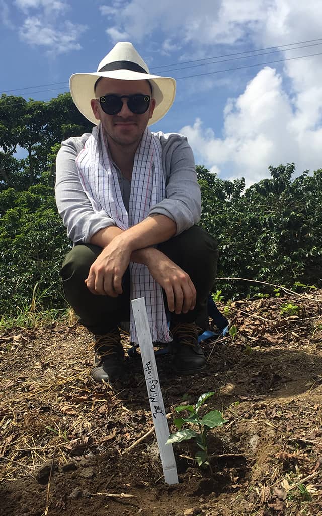Planting coffee trees in Colombia