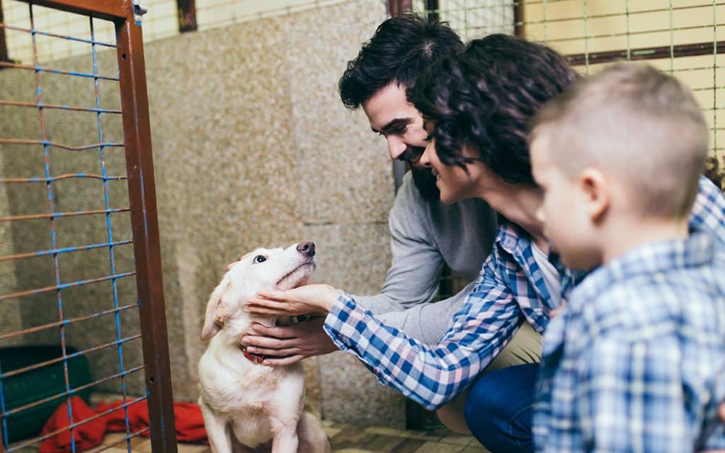 dog shelter - travel for good