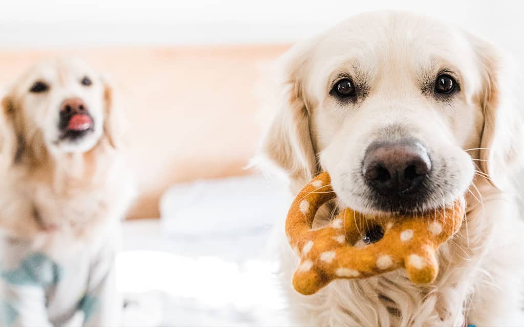 QUIZ: Which of These Crazy Indulgent Hotel Pet Perks Are for Real?
