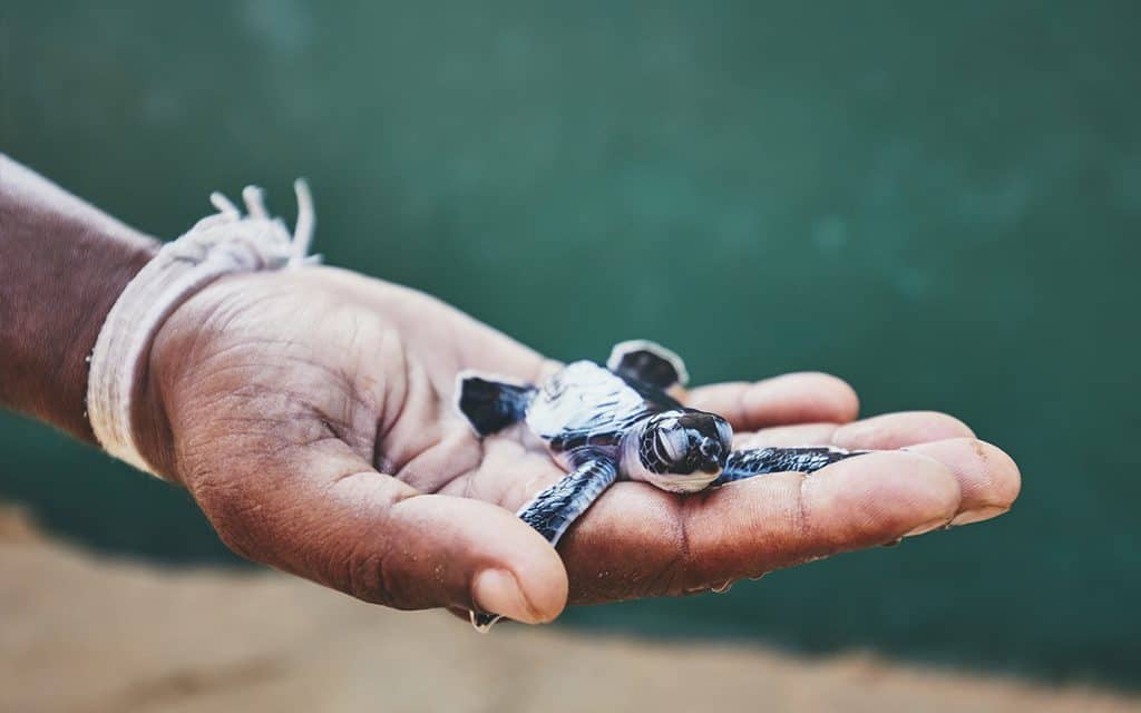 tagging sea turtles - travel for good