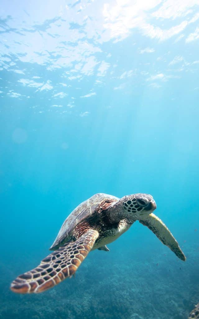 Diving with turtles