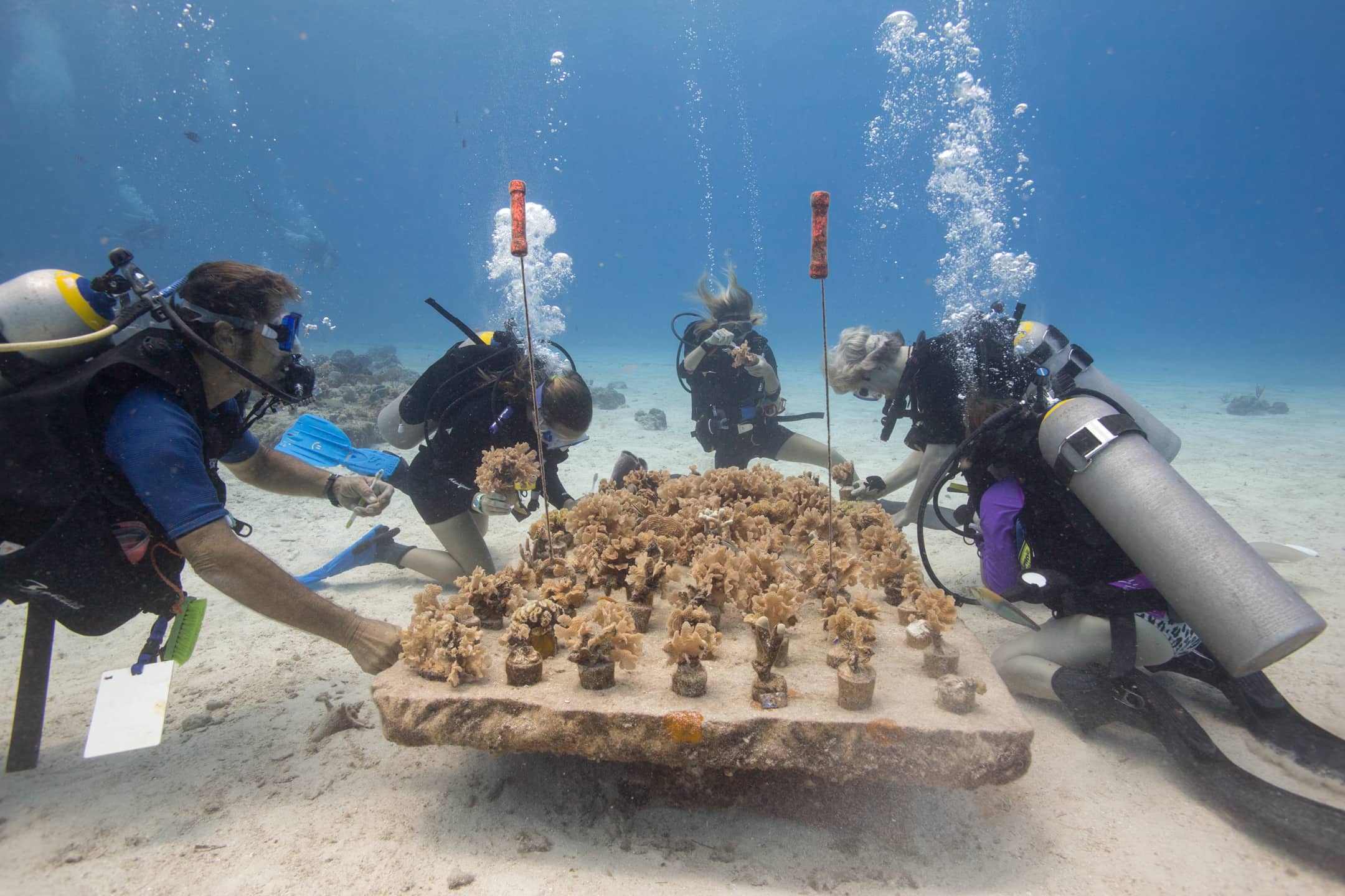 Cozumel Coral Reef Restoration Program