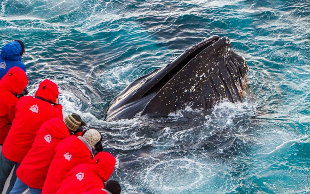 Best adventure destinations - In Antarctica. You can't get much closer to a Humpback! 