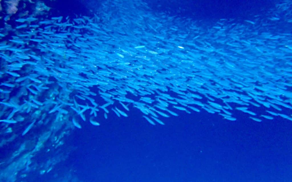 Scuba Diving in French Polynesia