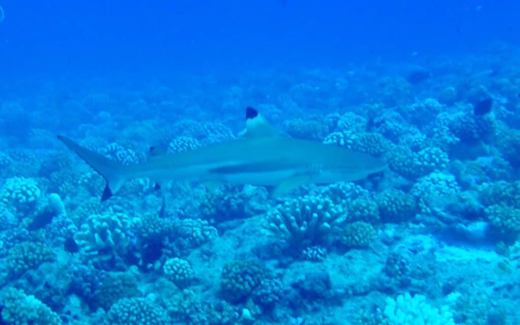 Scuba Diving in French Polynesia