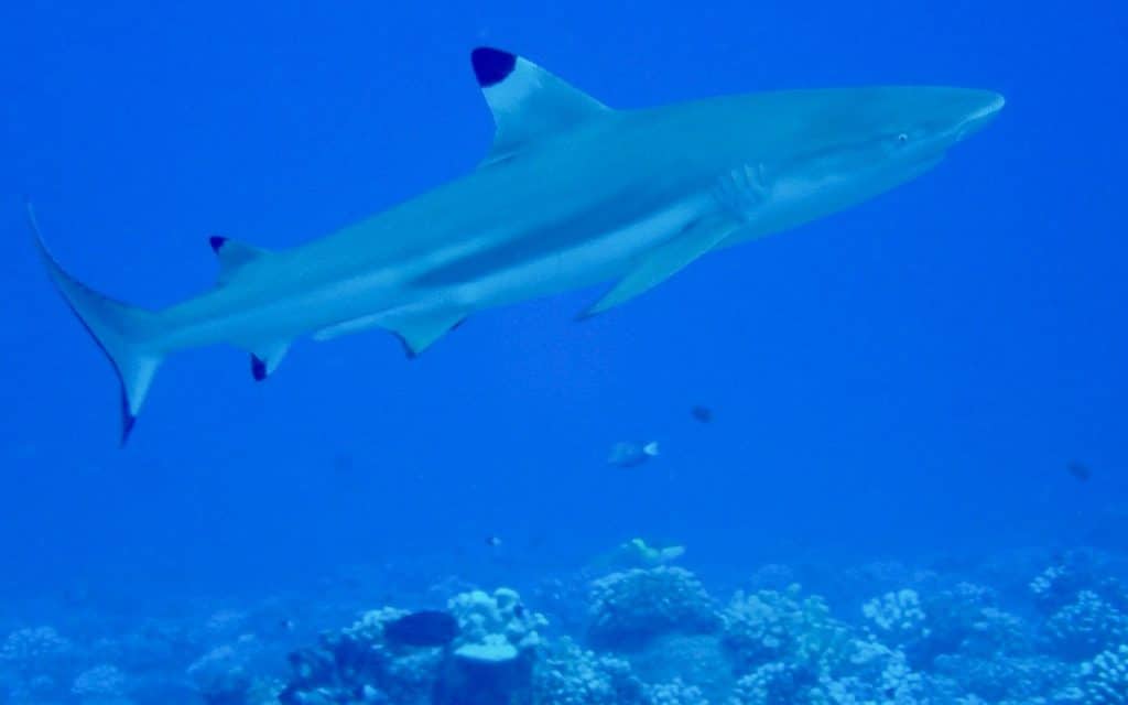 Scuba Diving in French Polynesia