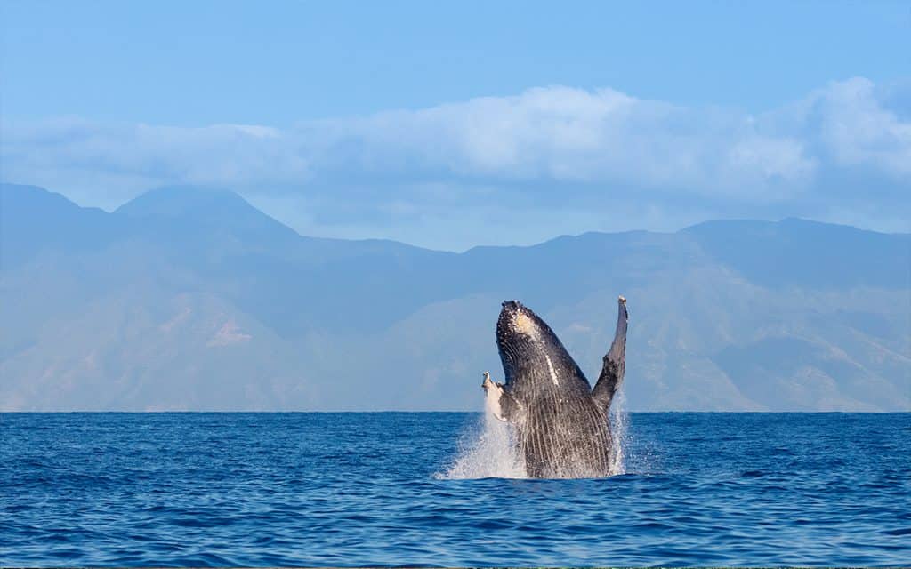 hawaii whale watching