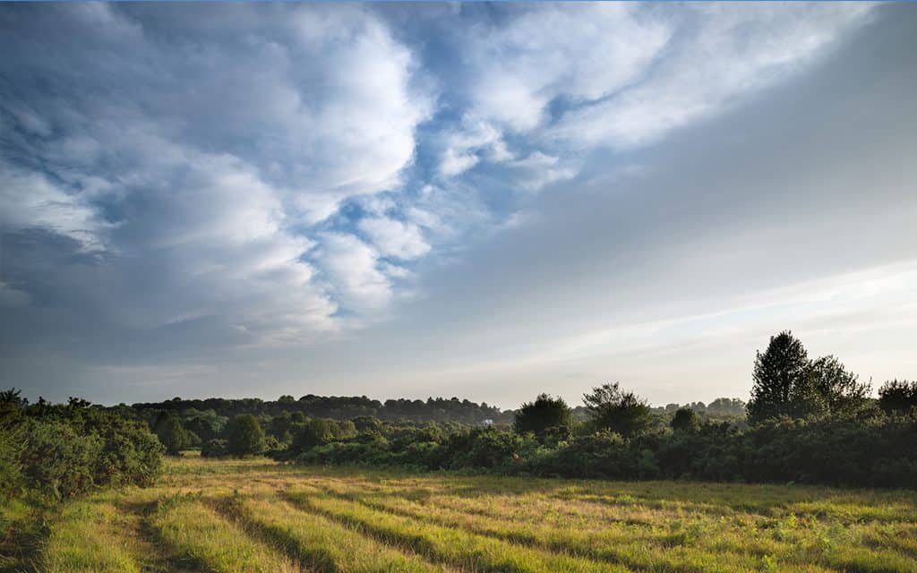 Ashdown Forest