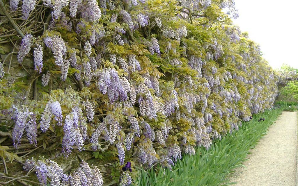 Loseley Park