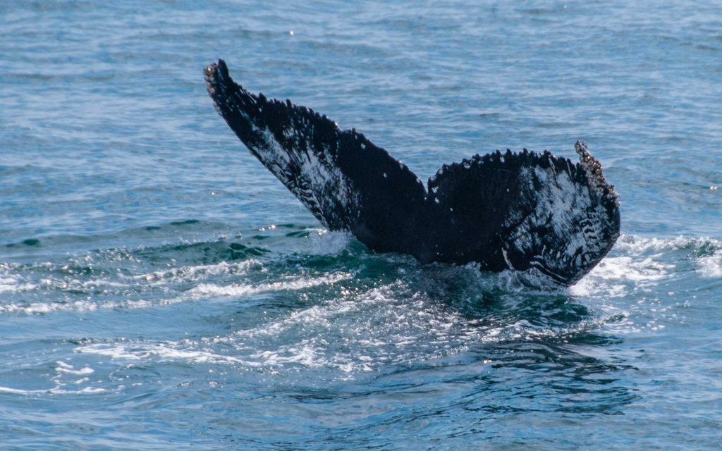 Whale watching in Boston
