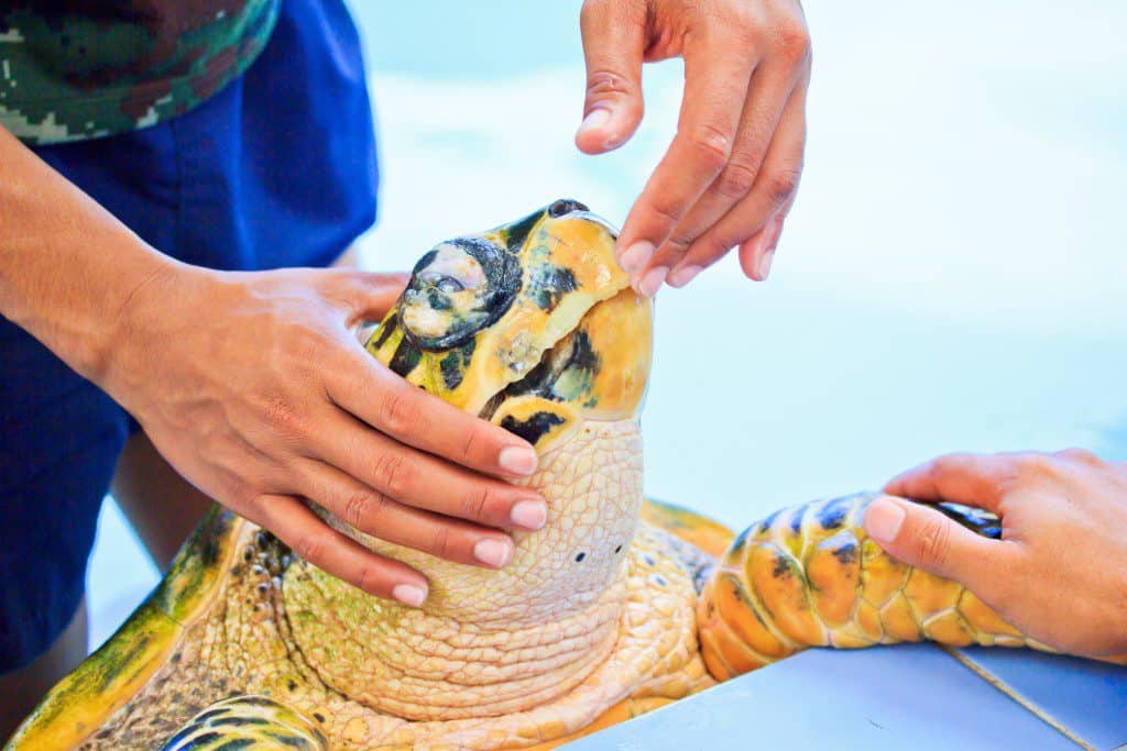 sea turtle