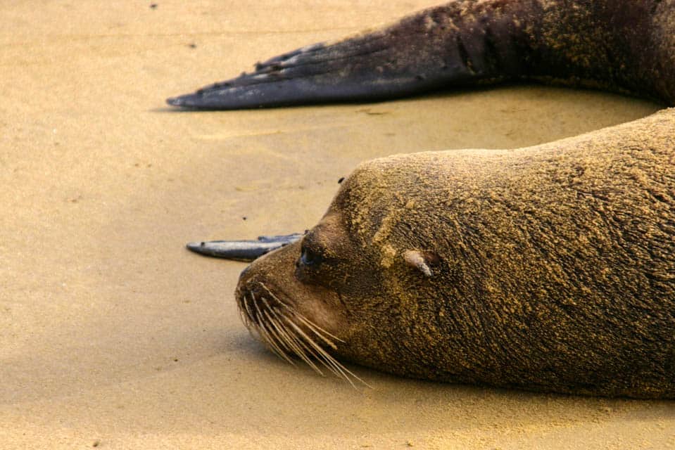 National Wildlife Day