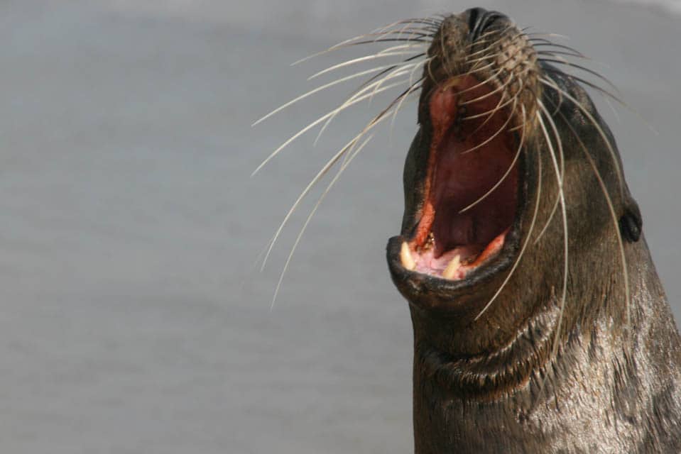 National Wildlife Day
