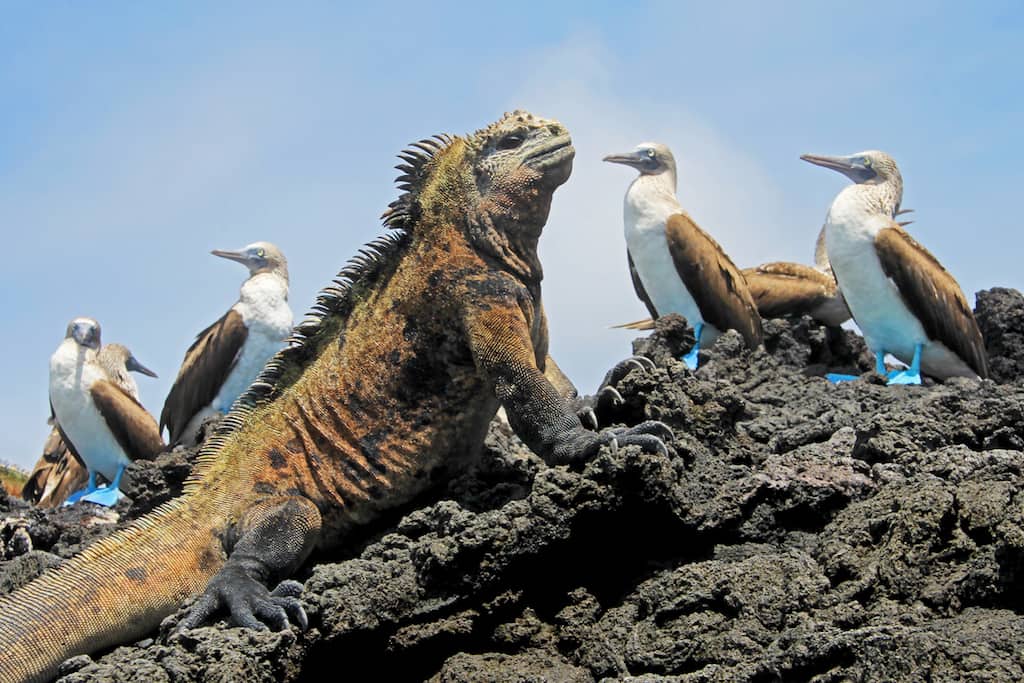 Galapagos