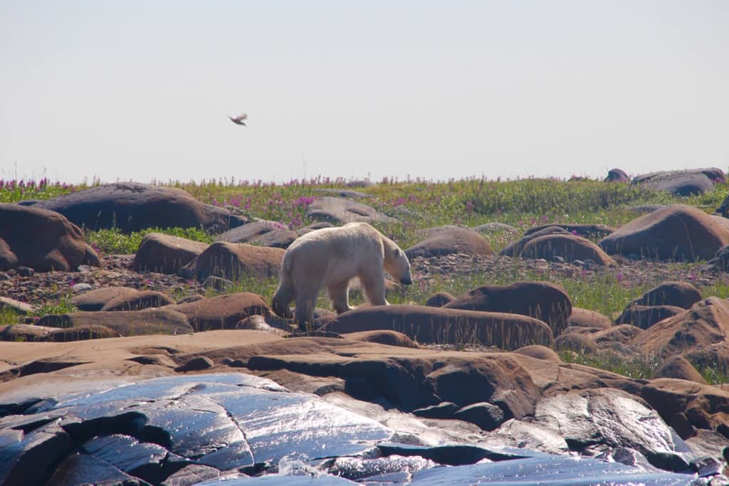National Wildlife Day