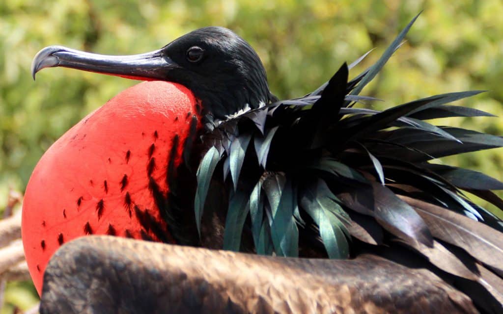 National Wildlife Day