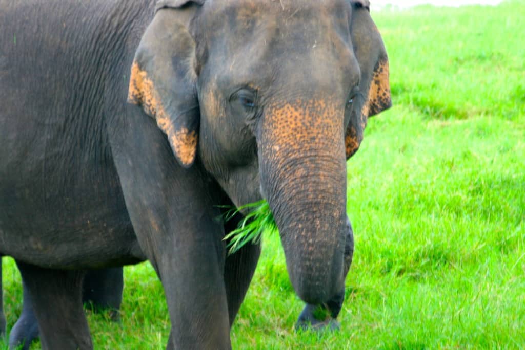 National Wildlife Day