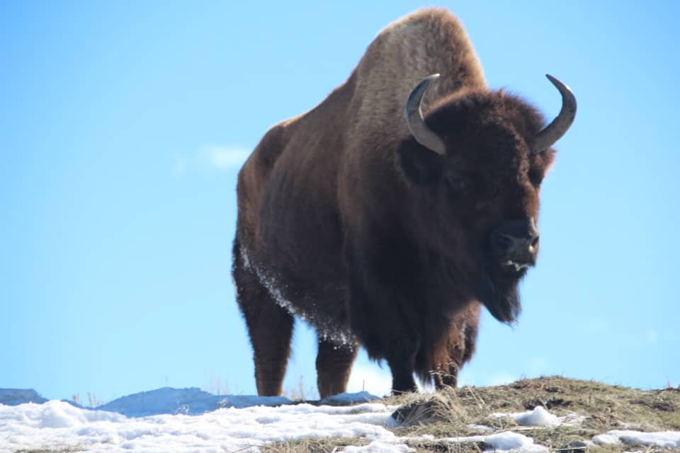 National Wildlife Day