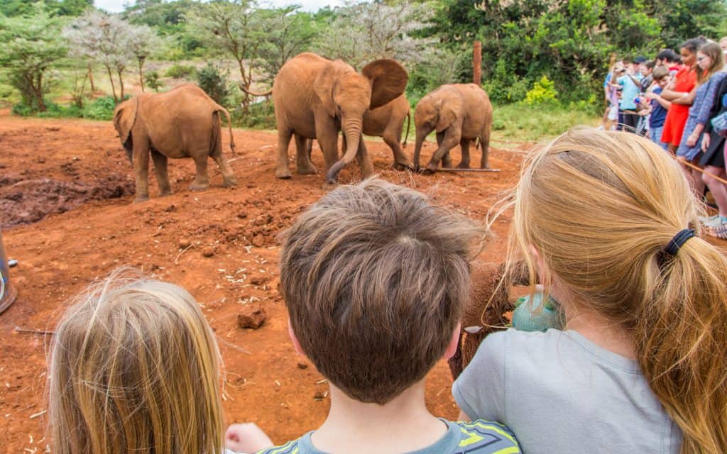 World Tourism Day - Responsible animal tourism: at the David Sheldrick Wildlife Trust's amazing elephant orphanage in Kenya