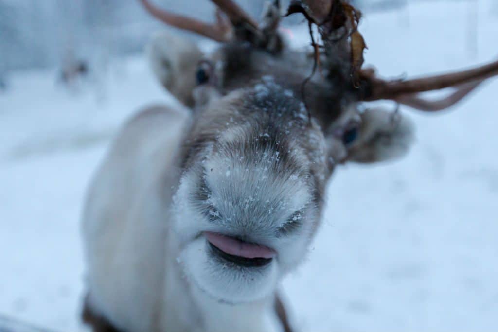 reindeer