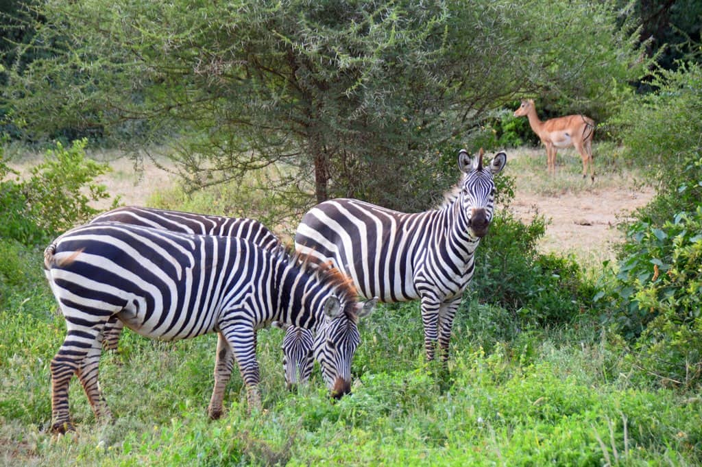 National Wildlife Day