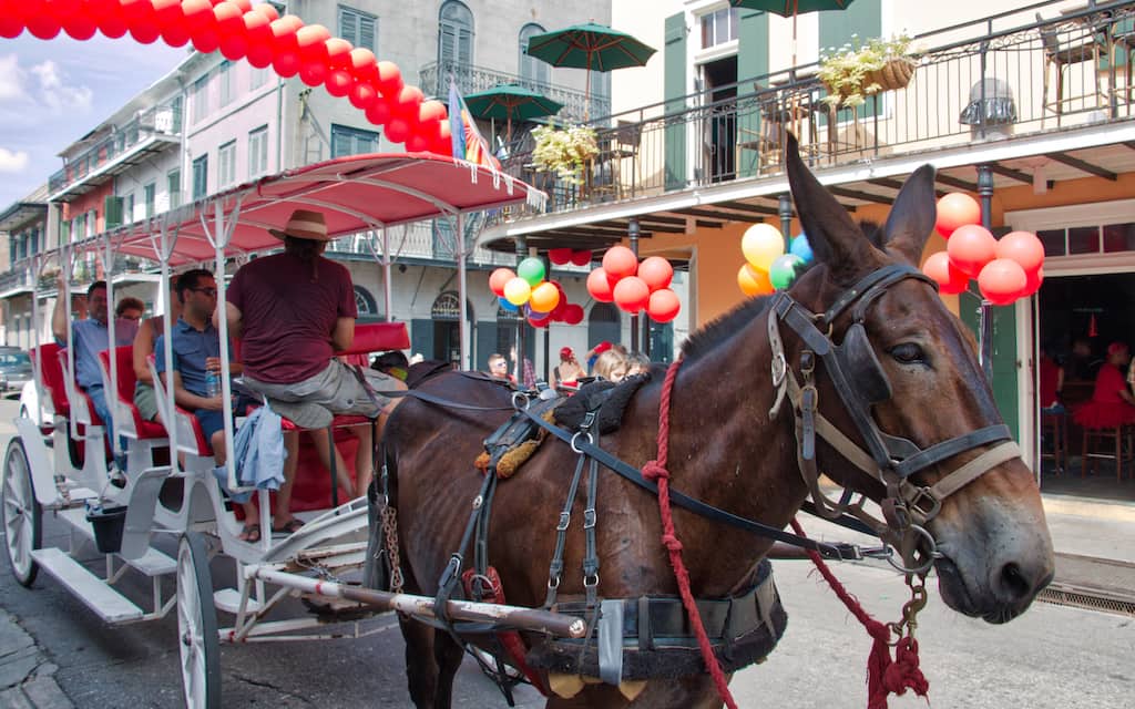 Donkey ride in NOLA by MikesRoadTrip.com
