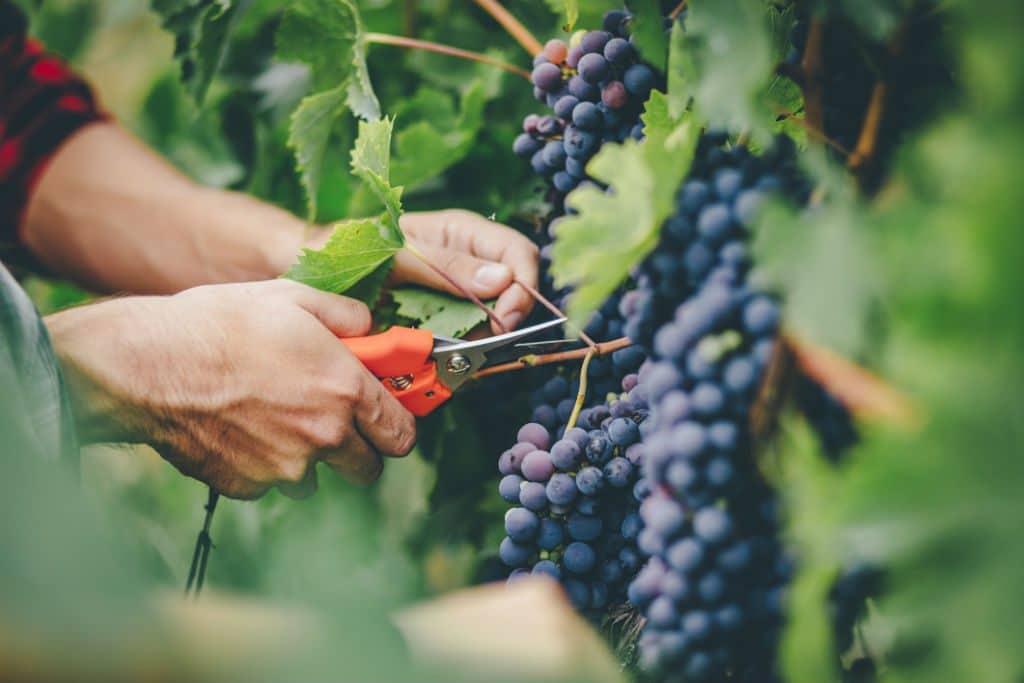 grapes, wine