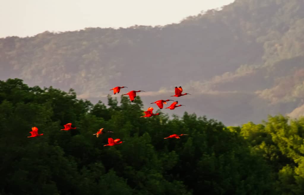 Flying Scarlet ibises in Caroni Swamp national park, TnT