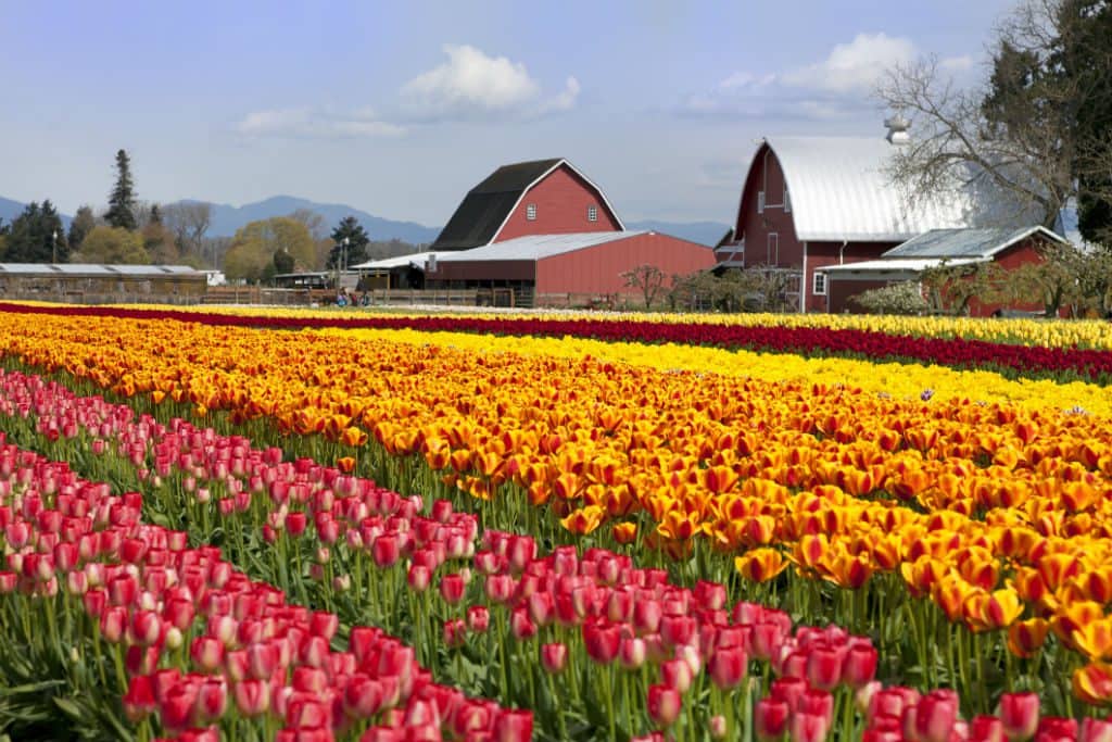 Skagit Valley, Washington
