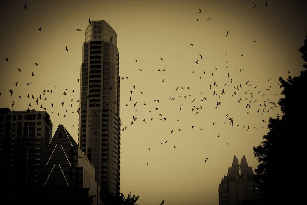 Bats at Congress Street Bridge