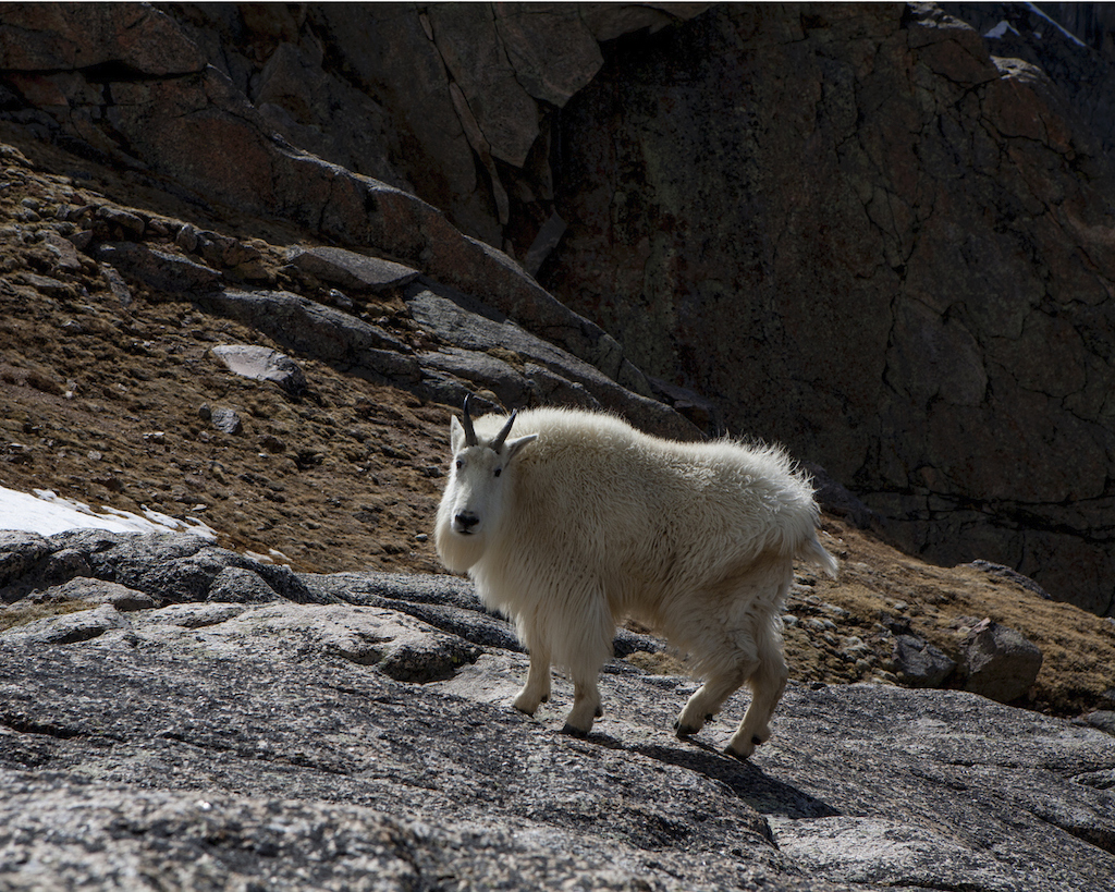Goat near Summit Lake