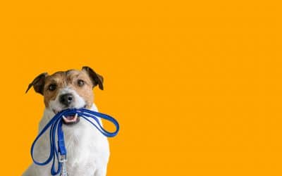 6 ways to get your dog road trip ready
