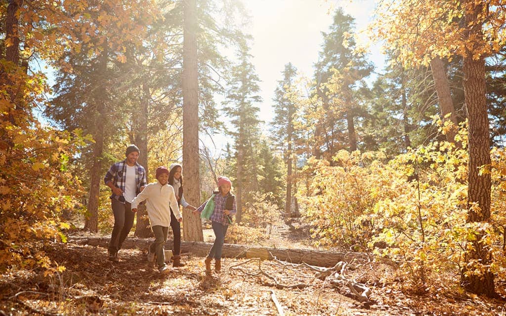 Cabins in the woods that bring nature to your doorstep