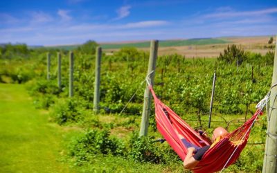 7 vacation rentals with vineyard views