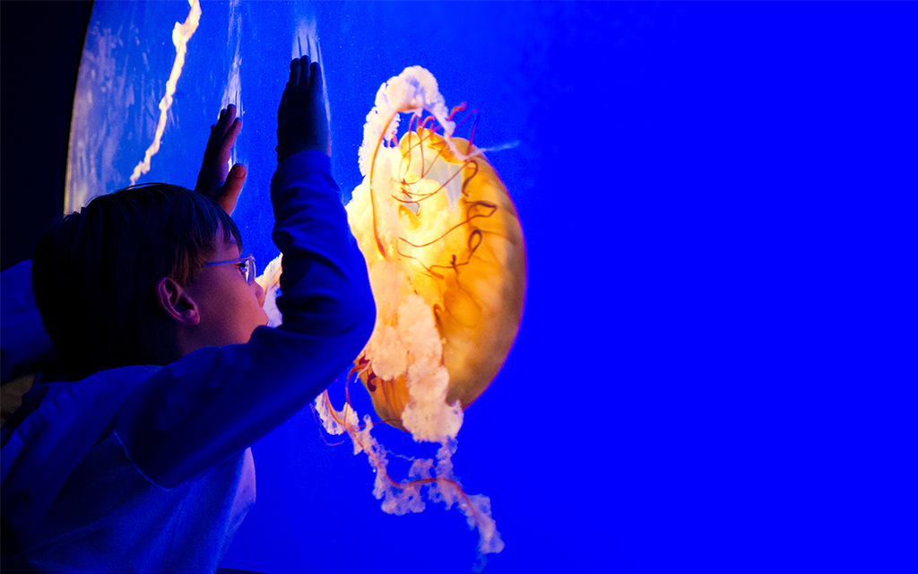 6 best things to do with kids in San Antonio
