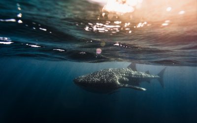 8 epic trips to make up for your lost year