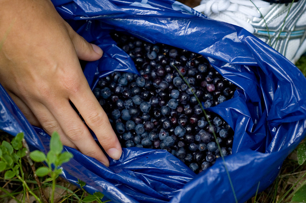 Maine blueberries