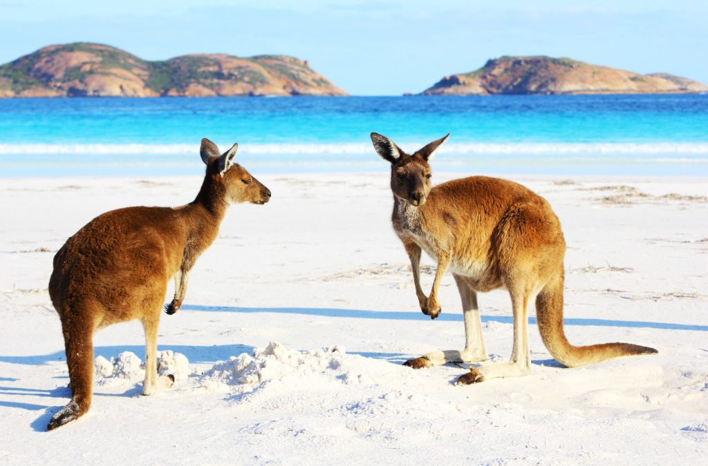 5 bucket list animal experiences worth traveling for
