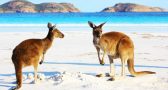 5 bucket list animal experiences worth traveling for