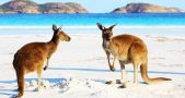 5 bucket list animal experiences worth traveling for